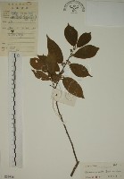 藏品(鈍齒鼠李)的圖片