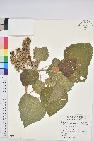 藏品(蟲屎)的圖片