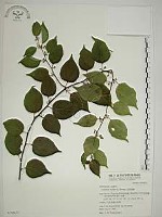 藏品(亞洲濱棗)的圖片