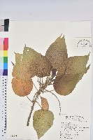 藏品(蘭嶼鐵莧、綠島鐵莧)的圖片