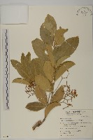 藏品(交趾衛矛)的圖片