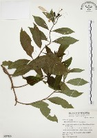 藏品(毛玉葉金花)的圖片