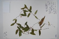 藏品(臺灣牛皮消、臺灣白薇)的圖片