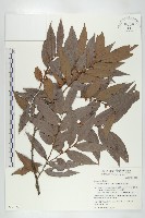 藏品(軟毛柿)的圖片