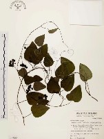 藏品(千金藤、金線吊烏龜)的圖片