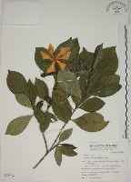 藏品(山黃梔)的圖片