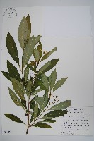 藏品(蘿芙木)的圖片