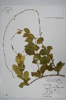 藏品(武靴藤)的圖片