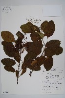 藏品(厚殼樹)的圖片