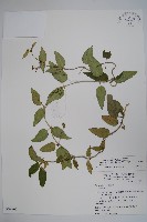 藏品(鷗蔓)的圖片