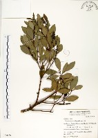 藏品(土樟)的圖片