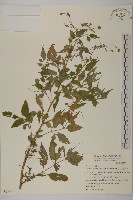 藏品(小白花鬼針)的圖片