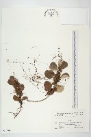 藏品(菟絲子)的圖片