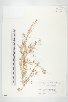 藏品(水花菜)的圖片