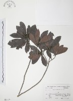 藏品(楊梅)的圖片