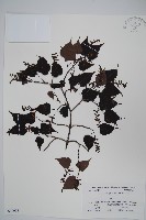 藏品(山楂葉槭)的圖片