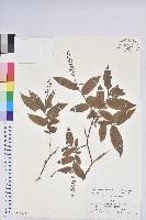 藏品(側花木藜蘆)的圖片