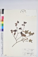 藏品(毛萼仿杜鵑)的圖片