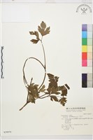 藏品(水辣菜、禺毛茛)的圖片