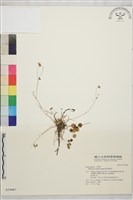 藏品(傅氏唐松草)的圖片