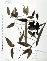 藏品(柱果鐵線蓮)的圖片