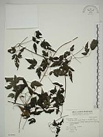 藏品(巴氏鐵線蓮)的圖片