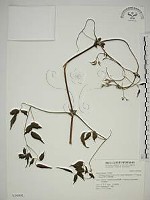 藏品(梨山小蓑衣藤)的圖片