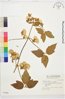 藏品(銹毛鐵線蓮)的圖片