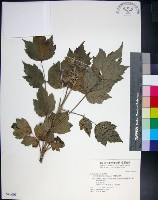 藏品(台灣牡丹藤、台灣草牡丹)的圖片