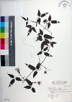 藏品(彭氏鐵線蓮)的圖片