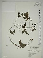 藏品(巴氏鐵線蓮)的圖片