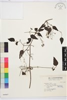 藏品(威靈仙)的圖片