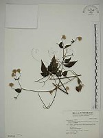 藏品(巴氏鐵線蓮)的圖片