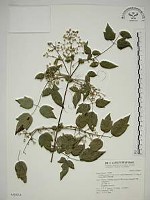 藏品(梨山小蓑衣藤)的圖片