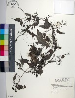 藏品(臺灣鐵線蓮)的圖片