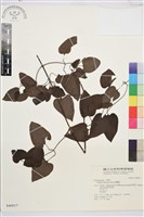 藏品(威靈仙)的圖片