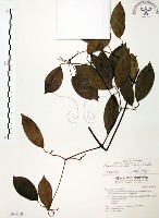 藏品(柱果鐵線蓮)的圖片