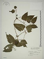 藏品(田代氏鐵線蓮)的圖片