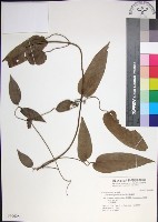 藏品(麥氏鐵線蓮)的圖片