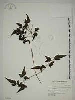 藏品(巴氏鐵線蓮)的圖片