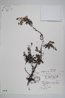 藏品(梓木草)的圖片