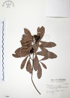 藏品(楊梅)的圖片