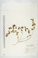 藏品(穗花八寶)的圖片