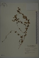 藏品(玉山山奶草)的圖片