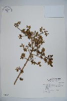 藏品(川上氏忍冬)的圖片