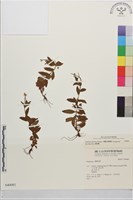 藏品(黑龍江柳葉菜)的圖片