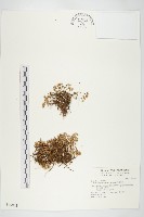 藏品(紅子佛甲草)的圖片