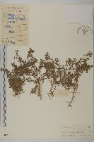 藏品(石胡荽、吐金草)的圖片