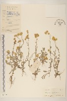 藏品(秋鼠麴草)的圖片