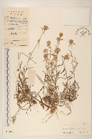 藏品(父子草、天青地白)的圖片